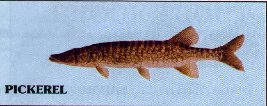 Pickerel.jpg (44822 bytes)