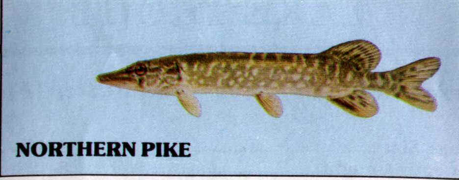 Pike.jpg (36636 bytes)