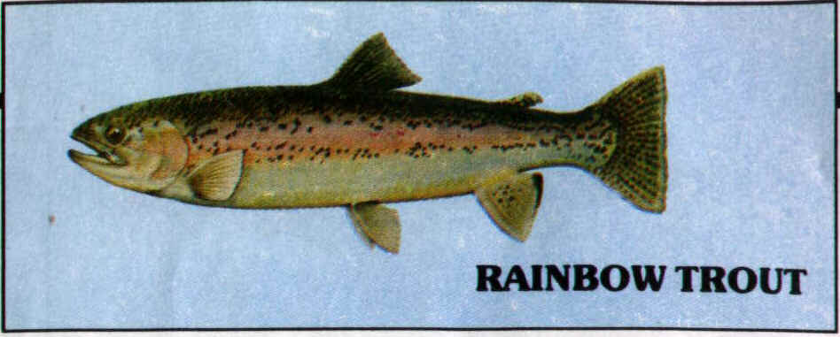 RTrout.jpg (38527 bytes)