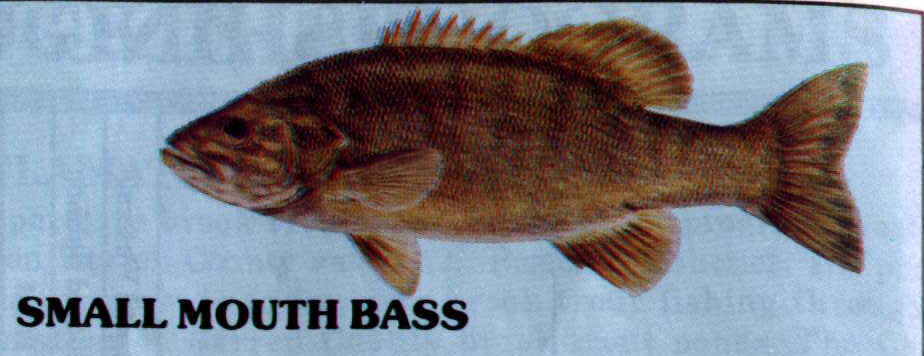 SmallMouth.jpg (40853 bytes)