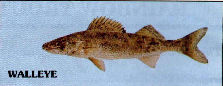 Walleye.jpg (39385 bytes)