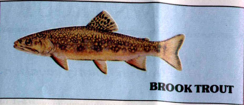 BRTrout.jpg (36212 bytes)