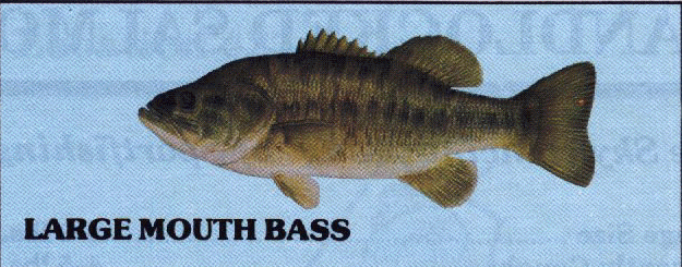 largemouth.gif (115706 bytes)